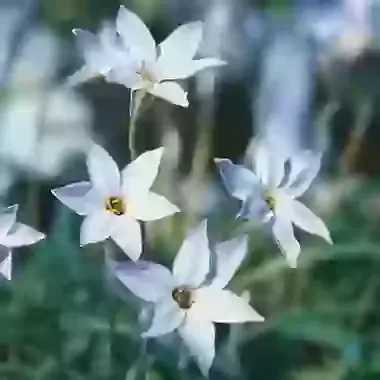 Umbellatum